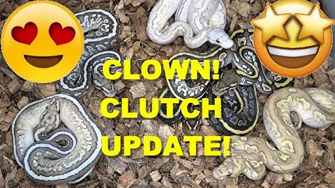 WORLDS FIRST CLOWNS! Ball Python Clutch Update!