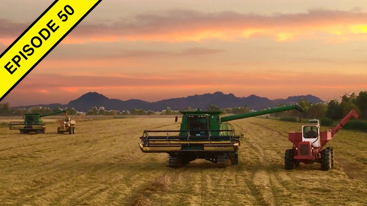 Withering Rice Harvest 12 Hours of Harvesting Rice! - YouTube