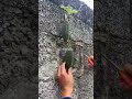 #latest farming #farming #viralvideo #trending #satisfying