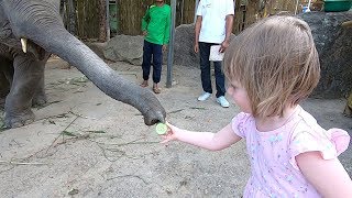 Дети и животные.В гостях у тайского друга на ферме слонов. Аленка кормит маленького слоника