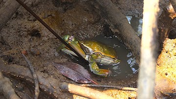 Săn cua biển trong rừng ngập mặn Mũi Cà Mau