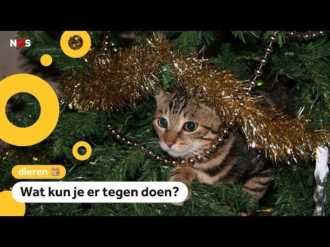 Video: Kan uw kerstboom schadelijk zijn voor de gezondheid van uw huisdier?