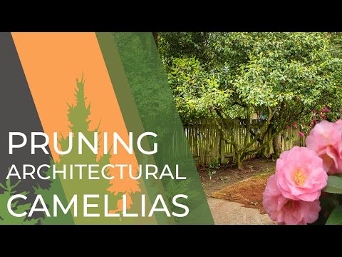 How To: Pruning Architectural Camellias