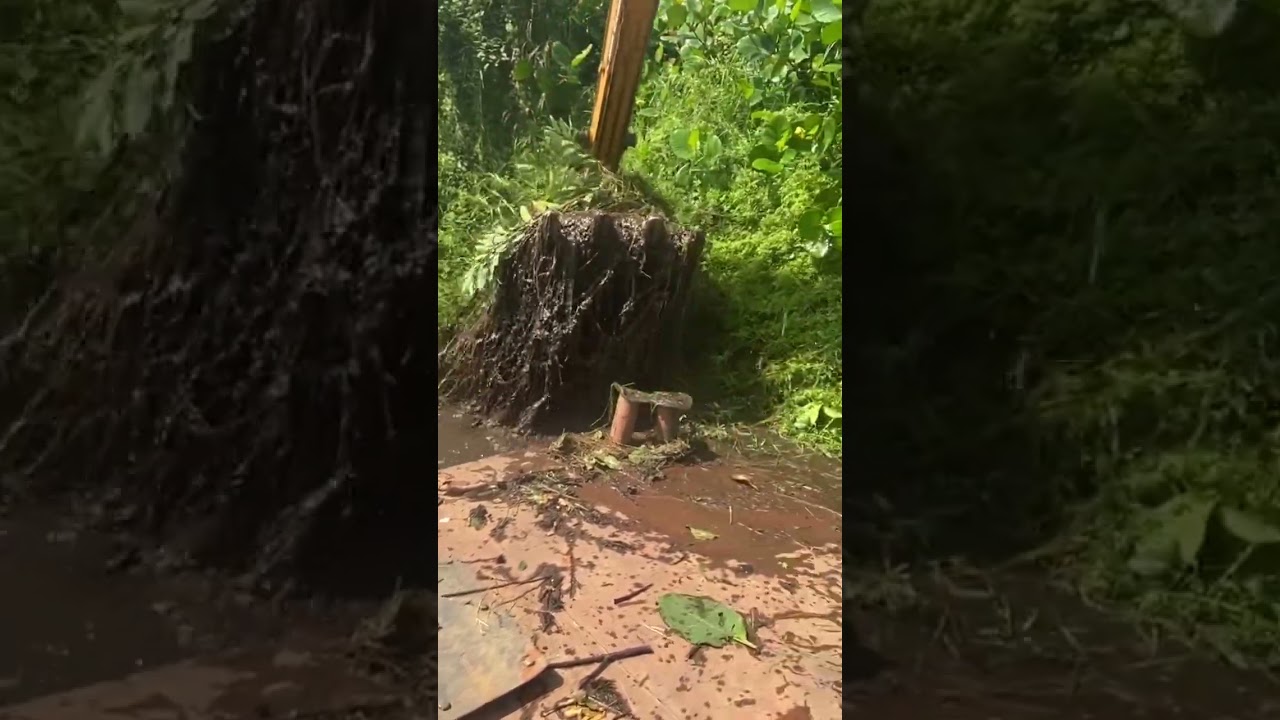 Cleaning rever weeds 😱😱 