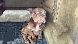 Mother Dog Cried When She Heard Puppy Sounds After Years of Being Bred and Losing Every Litter.