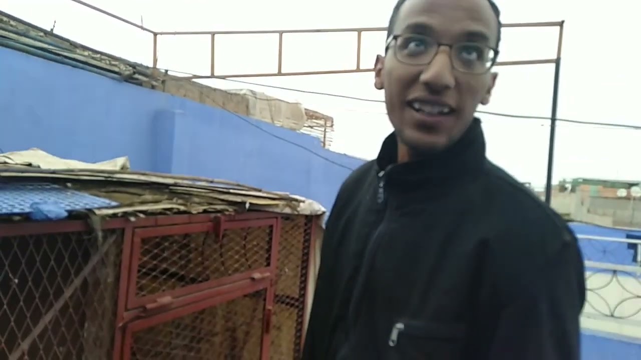 حمامة ضائعة لمن يهمه الأمر المرجو ترك تعليق