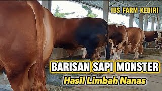 Wow Barisan  Sapi Monster 1 Ton Uphasil Pemakan  Limbah Buah Nanas Ibs Farm Kediri