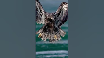 آيات بينات من سورة : الأحزاب - Al-Ahzab  - الجزء : (21)