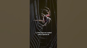 Why Don’t Spiders Get Stuck in Their Webs? 🕸️ Creepy Science! #science  #curiosity  #tech  #scifi