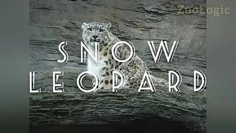 Watch the video about Snow Leopard- Fun Facts
