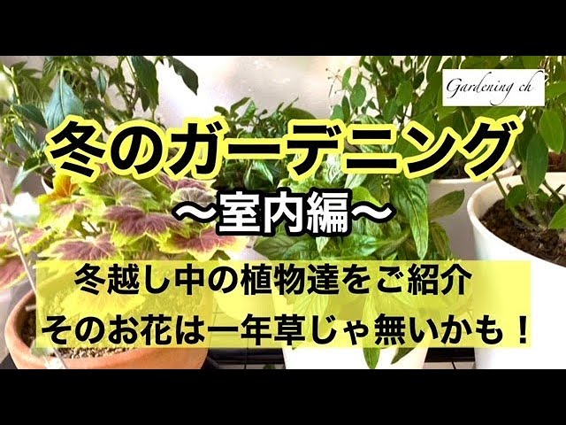 園芸 ガーデニングを楽しもう 室内で冬越ししている植物たちの現状をご紹介します お庭から掘り上げた株や室内に移動させた鉢 挿し芽をしたものなど ゴシキトウガラシの種も採りました Youtube