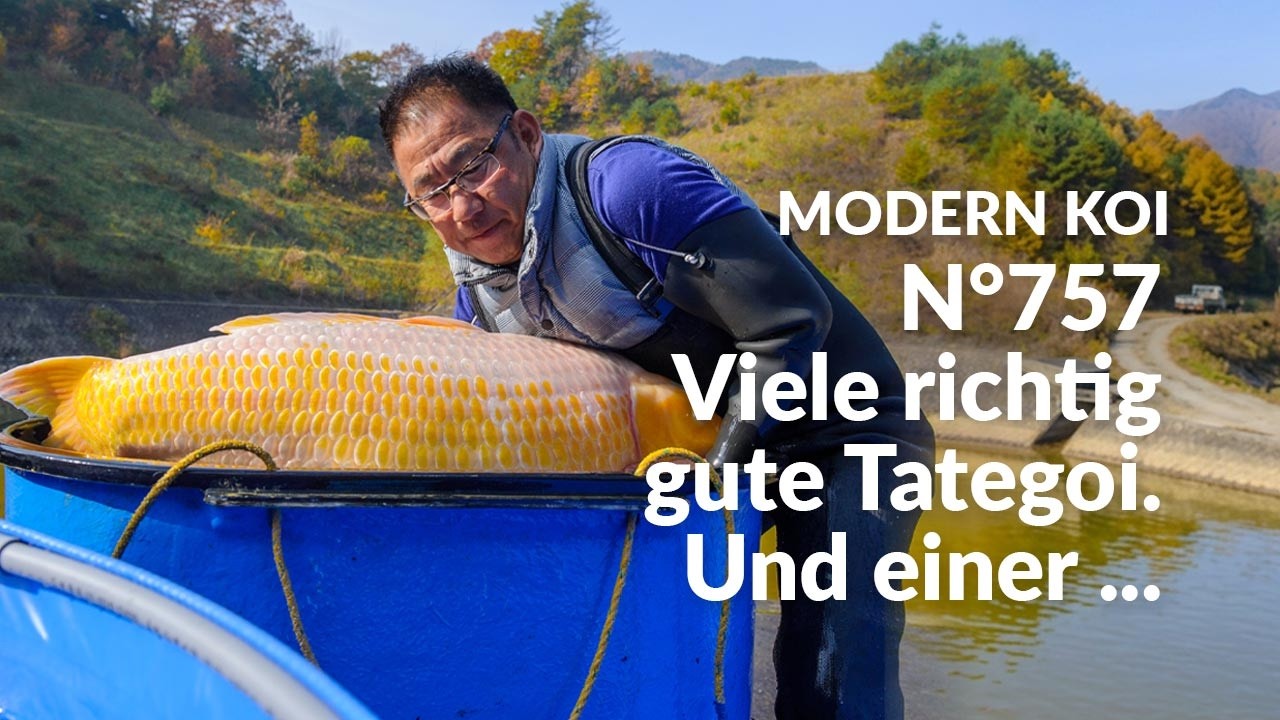 Alle Koi aus Auktion No. 757 im Detail erklärt | Konishi Koi News