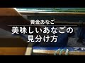 黄金あなご　美味しいあなごの見分け方