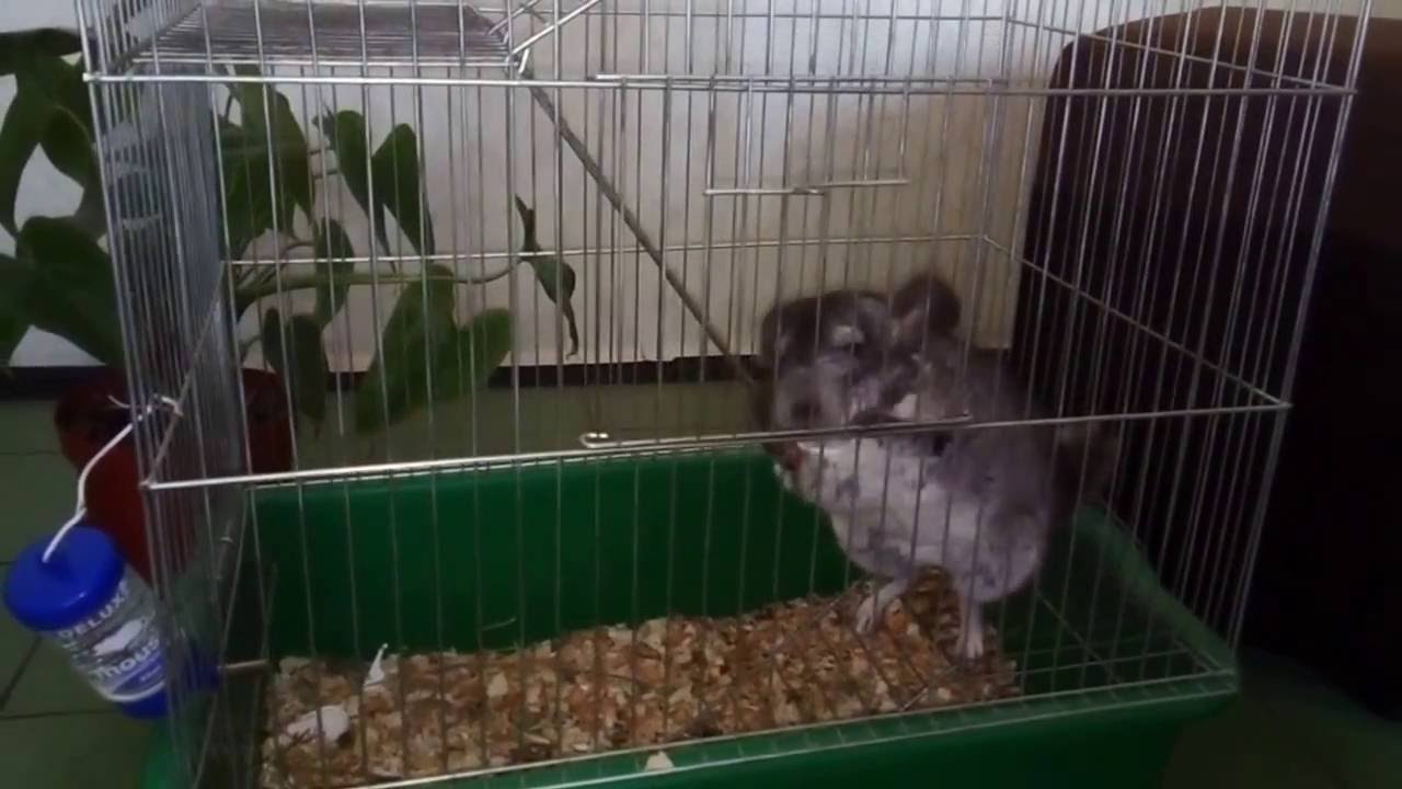 chinchilla escaped cage