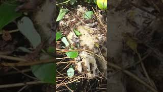 Open air nest