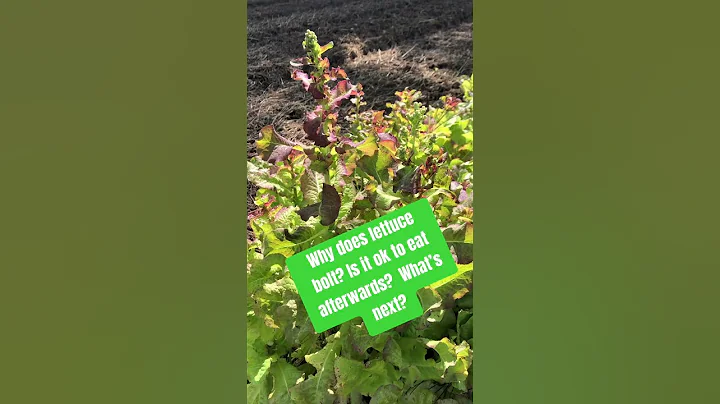 Why does lettuce bolt?  Is it ok to eat afterwards?  What’s next?  #hutchingsfarm #lettuce #organic