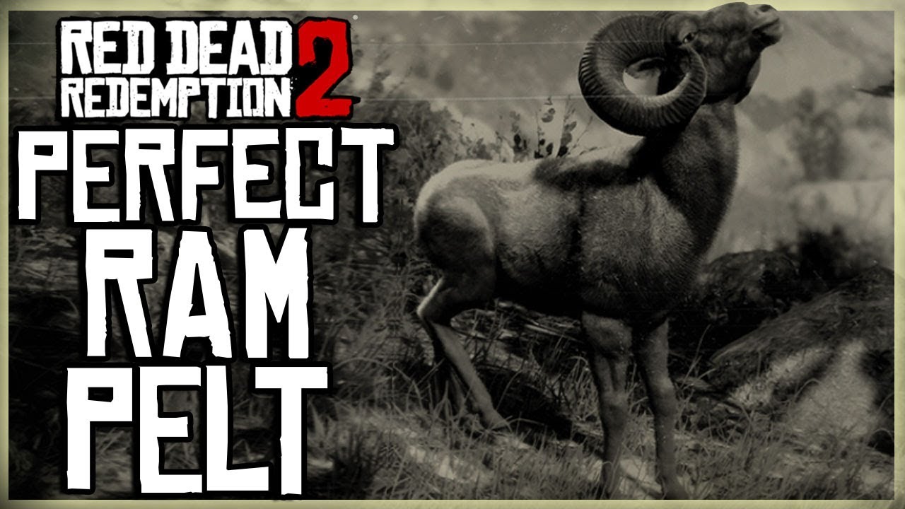 kedel En god ven intelligens HOW TO GET A PERFECT RAM PELT - RED DEAD REDEMPTION 2 PRISTINE RAM HUNT -  YouTube