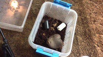 Temporary Dart frog enclosures...