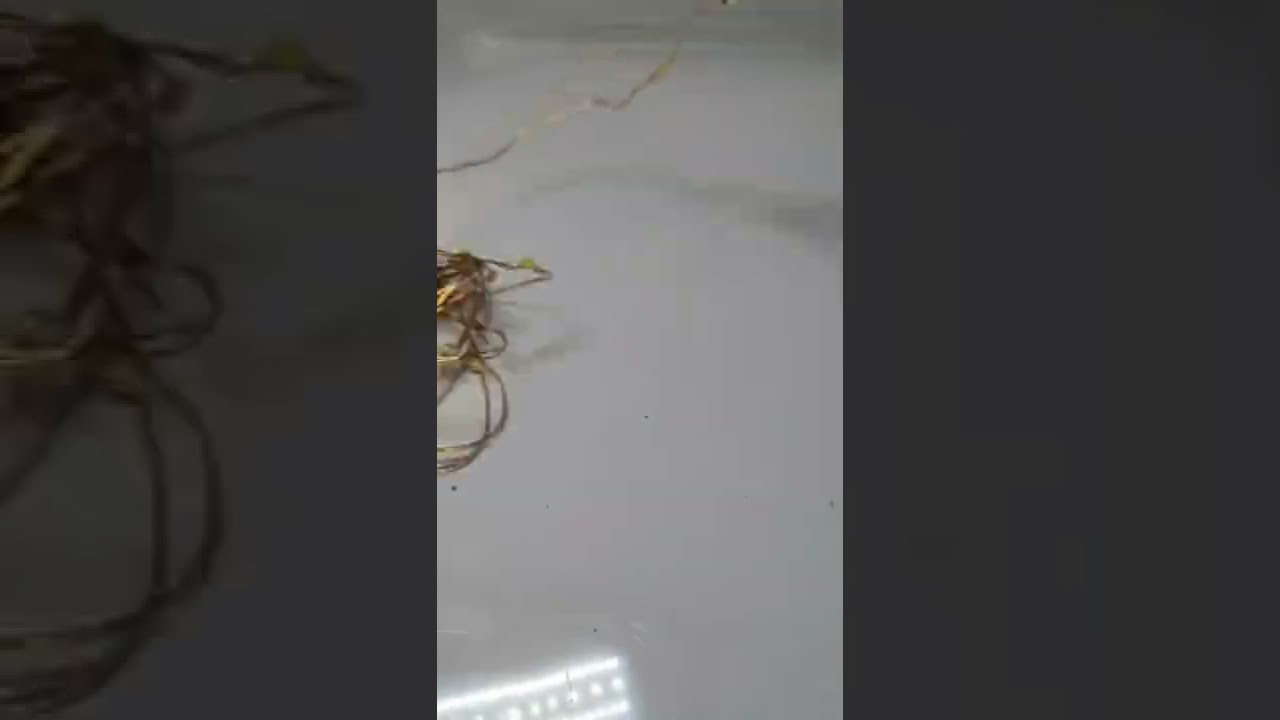 Kaise banaen Ghar per decorating light amazing light😍👍short YouTube