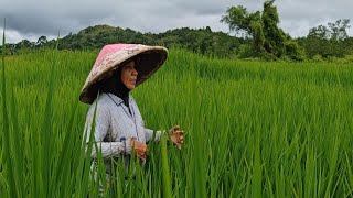 Download Lagu Keluar air mata dengar kakak saya menyanyi lagu lama di tengah sawah padi // MP3