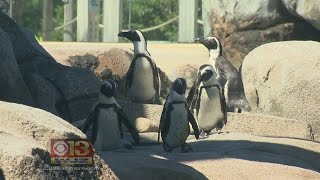 National Aquarium Maryland Zoo Receive Top National Honors