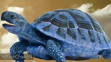 Not Sure What I Did To Lonely Goomba SpongeBob Theme Intro