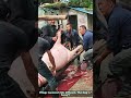Traditional Hog Processing: Lifting the Butchered Pig