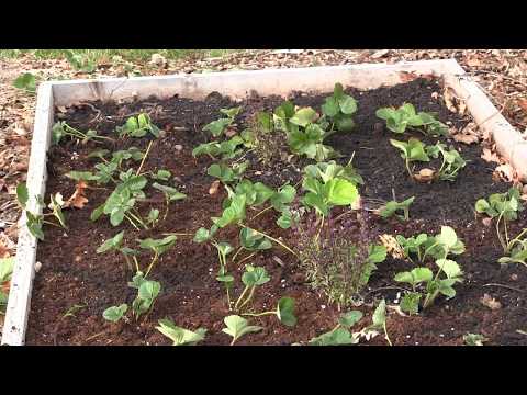 वीडियो: क्या मुझे बगीचे की स्ट्रॉबेरी पर मूंछें ट्रिम करने की आवश्यकता है? कब करना है?