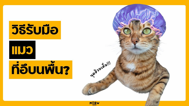 วิธีรับมือแมวที่อึบนพื้น?