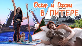 HOOOTDOGS VLOGS #3 - Оскар и Джони в Питере // PetshopDays // Сняли катер // Спор на Дайсон