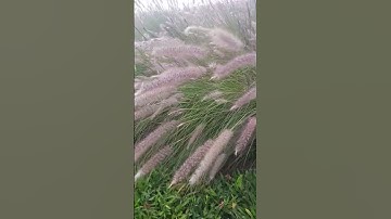 صباحكم احلى بذكر الله تلاوة خاشعة لسورة النور