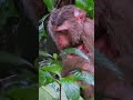 FAMILY MONKEYS #monkey #monkeys #monkeyvideo #monkeydluffy #monkeylove #monkeybaby #monkeyvlog