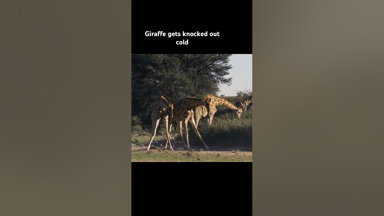 Giraffe fights caught on tape #wildlife #africonwildline #safari #