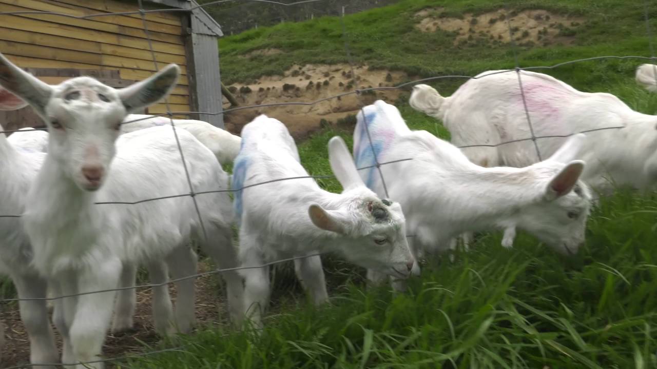 Livestock: Goat farming may not be main stream, but it certainly has