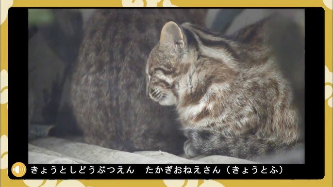 天然記念物ツシマヤマネコの赤ちゃん Youtube 天然記念物ツシマヤマネコの赤ちゃん Youtube