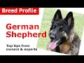 German Shepherd Dog Breed Guide German Shepherd Dog Breed Guide
