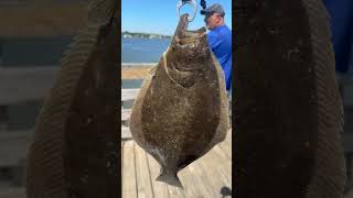Keeper Fluke Summer Flounder! #shorts #youtubeshorts #fishing