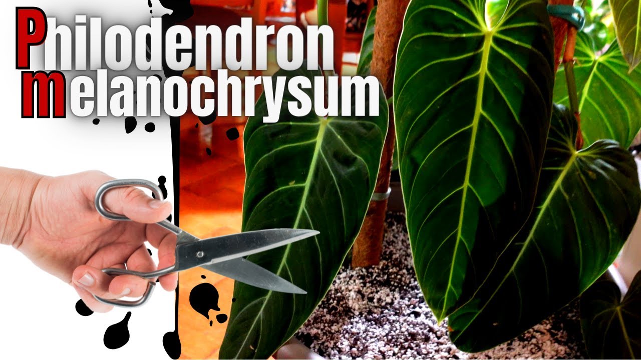 thripse philodendron Philodendron hederaceum 'Lime' ('Neon') – Foliage Factory main image 0