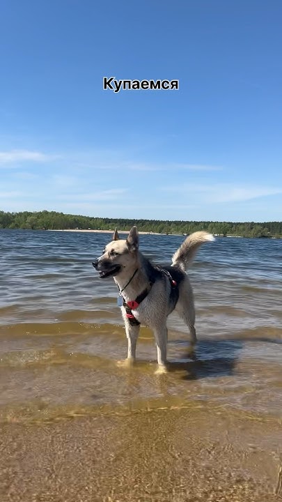 На дачу с собакой #собака #dog #животные #собакаизприюта # ...
