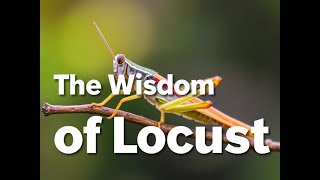 The Wisdom of Locusts: Biblical Lessons