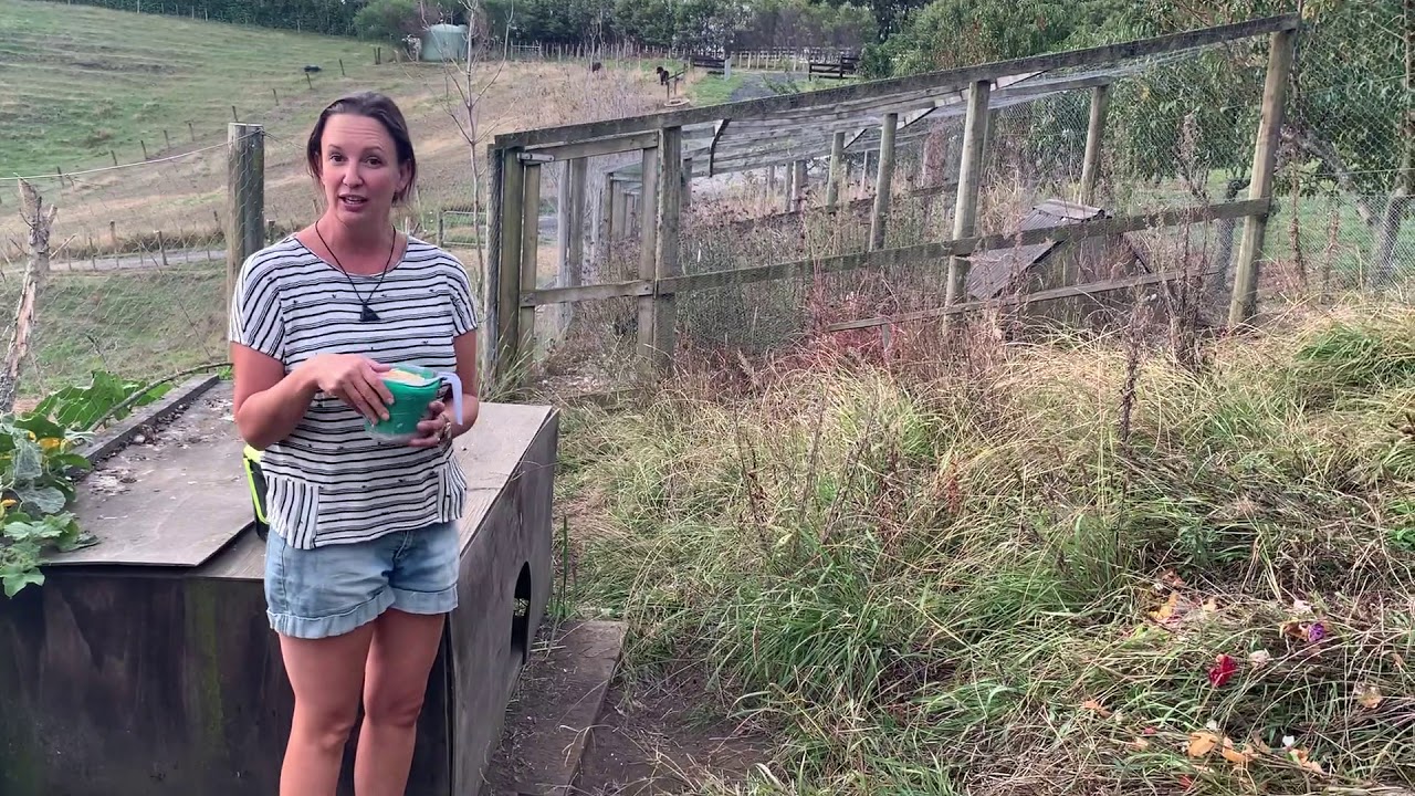 Top tips for looking after chickens YouTube