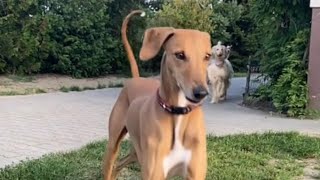 funny dogs compilation  #270 (afghan hound )