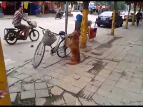 Best Dog Ever! in China