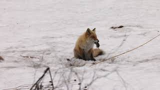 キタキツネの狩早春Hunting of a red fox