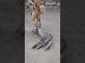 Battle Between Cat And Baby Chick 🐤🐈 #shorts #cat #chick #pets #viral