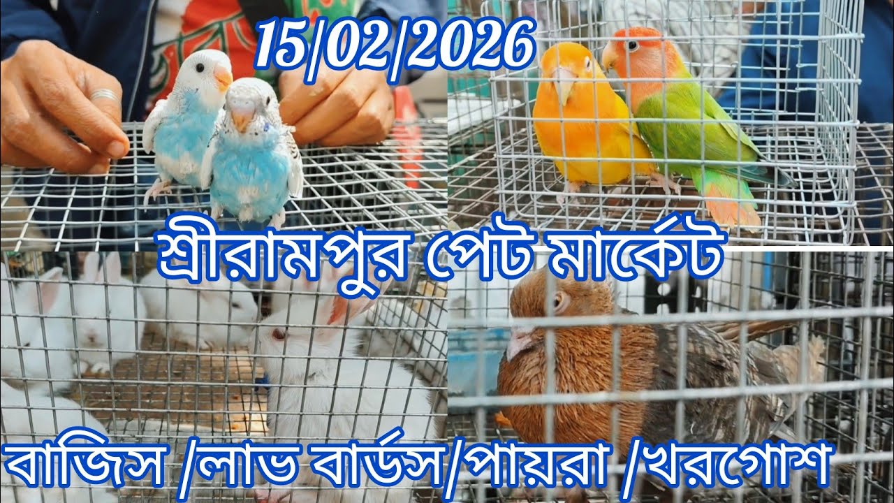 Shrirampur Pet Market 🦜 Recent Birds Price Update 🐦15/02/2026🐦 বাজিস/লাভ বার্ডস/খরগোশ/পায়রা 🕊️