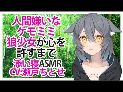 【添い寝】人間嫌いなケモミミ狼少女が心を許すまで【ASMR】CV 瀬戸ちとせ Until a chemomimi wolf girl who hates humans forgives her h