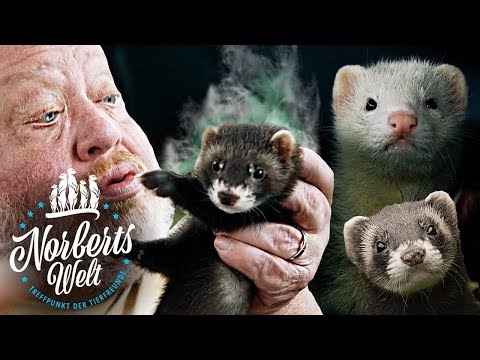 Video: Unterschied Zwischen Wiesel Und Frettchen