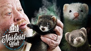 WARUM STINKT DAS FRETTCHEN? | MARDER, ILTIS UND FLEISCHFRESSER | NORBERTS WELT | Zoo Zajac