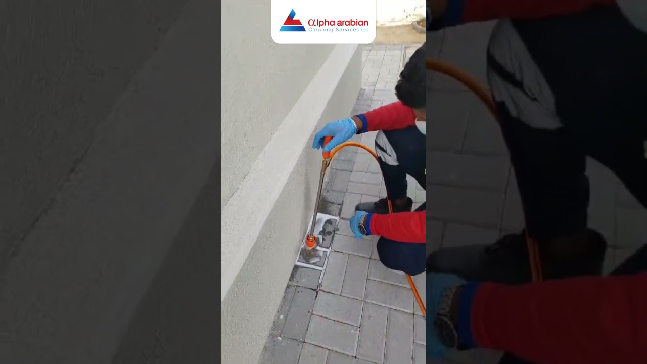 Alpha Arabian: Dubai's Termite Control Experts ! Contact: +971588219677